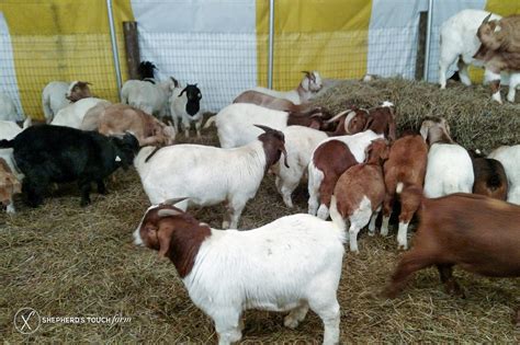 fresh goat meat farm near me